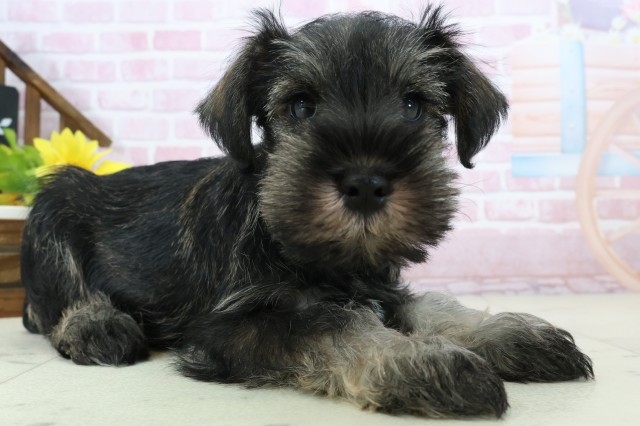 三重県のミニチュアシュナウザー (Coo&RIKU四日市店/2025年11月16日生まれ/男の子/ソルトペッパー)の子犬の2枚目の画像
