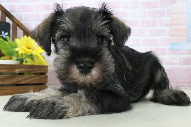 三重県のミニチュアシュナウザー (Coo&RIKU四日市店/2025年11月16日生まれ/男の子/ソルトペッパー)の子犬の3枚目の画像