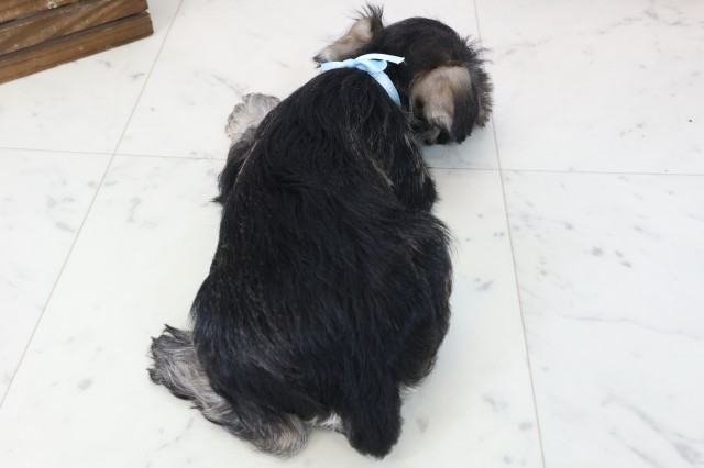 三重県のミニチュアシュナウザー (Coo&RIKU四日市店/2025年11月16日生まれ/男の子/ソルトペッパー)の子犬の4枚目の画像