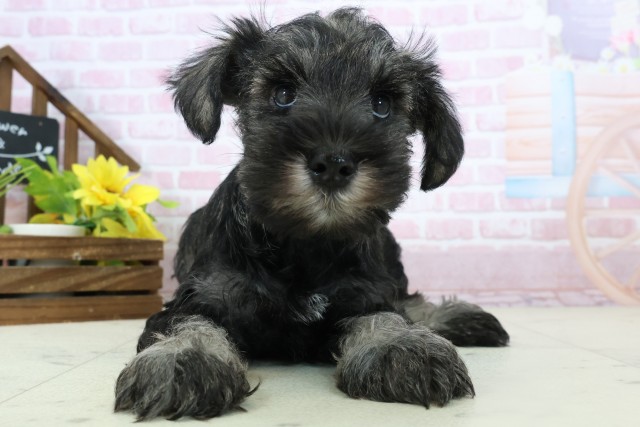 静岡県のミニチュアシュナウザー (Coo&RIKU静岡SBS通り店/2025年11月16日生まれ/男の子/ソルトペッパー)の子犬の1枚目の画像