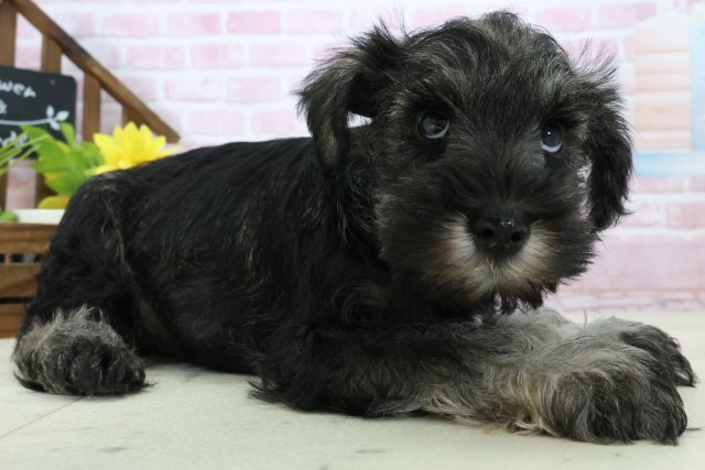 静岡県のミニチュアシュナウザー (Coo&RIKU静岡SBS通り店/2025年11月16日生まれ/男の子/ソルトペッパー)の子犬の2枚目の画像