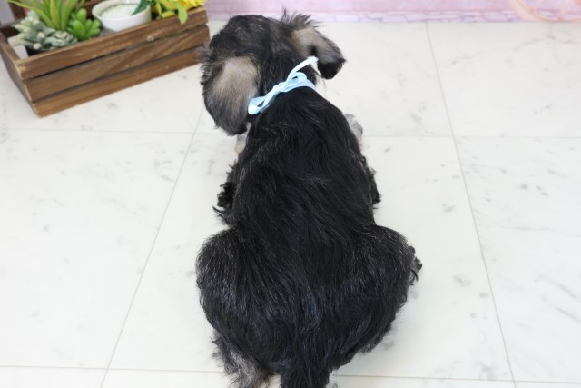 静岡県のミニチュアシュナウザー (Coo&RIKU静岡SBS通り店/2025年11月16日生まれ/男の子/ソルトペッパー)の子犬の4枚目の画像