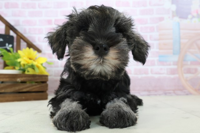 三重県のミニチュアシュナウザー (Coo&RIKU津高茶屋店/2025年11月16日生まれ/女の子/ソルトペッパー)の子犬の1枚目の画像