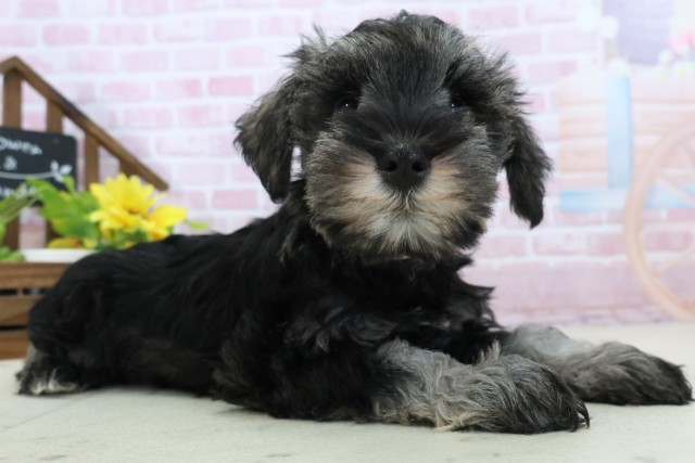 三重県のミニチュアシュナウザー (Coo&RIKU津高茶屋店/2025年11月16日生まれ/女の子/ソルトペッパー)の子犬の2枚目の画像