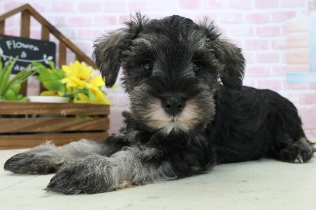 三重県のミニチュアシュナウザー (Coo&RIKU津高茶屋店/2025年11月16日生まれ/女の子/ソルトペッパー)の子犬の3枚目の画像