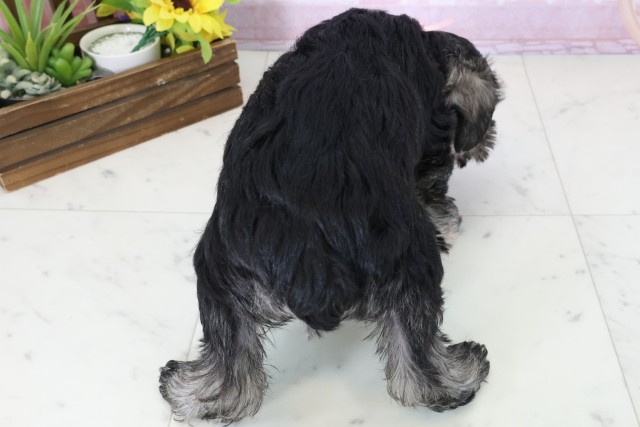 三重県のミニチュアシュナウザー (Coo&RIKU津高茶屋店/2025年11月16日生まれ/女の子/ソルトペッパー)の子犬の4枚目の画像