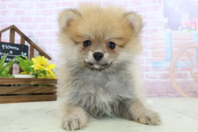 愛知県のポメラニアン (Coo&RIKU名古屋みなと店/2025年11月16日生まれ/男の子/オレンジセーブル)の子犬の1枚目の画像