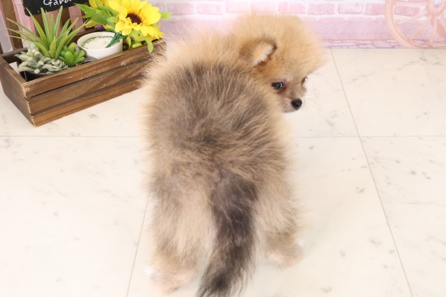 愛知県のポメラニアン (Coo&RIKU名古屋みなと店/2025年11月16日生まれ/男の子/オレンジセーブル)の子犬の4枚目の画像