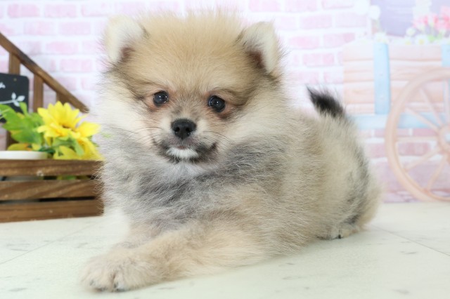 三重県のポメラニアン (Coo&RIKU津高茶屋店/2025年11月16日生まれ/男の子/オレンジセーブル)の子犬の3枚目の画像