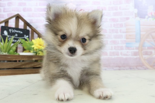 三重県のポメラニアン (Coo&RIKU四日市店/2025年11月16日生まれ/女の子/パーティーカラー)の子犬の1枚目の画像