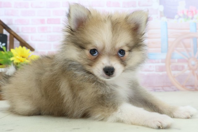 三重県のポメラニアン (Coo&RIKU四日市店/2025年11月16日生まれ/女の子/パーティーカラー)の子犬の2枚目の画像