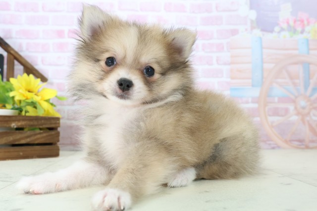 三重県のポメラニアン (Coo&RIKU四日市店/2025年11月16日生まれ/女の子/パーティーカラー)の子犬の3枚目の画像