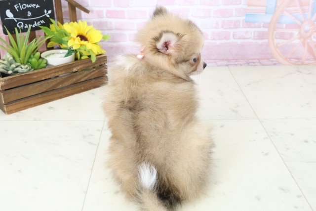 三重県のポメラニアン (Coo&RIKU四日市店/2025年11月16日生まれ/女の子/パーティーカラー)の子犬の4枚目の画像