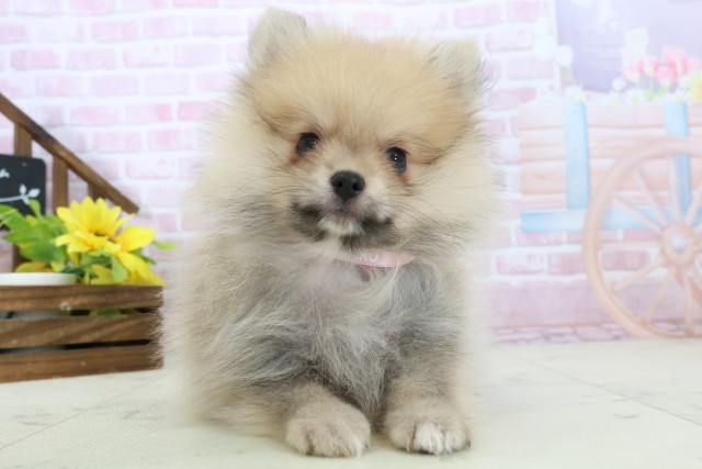静岡県のポメラニアン (Coo&RIKU静岡SBS通り店/2025年11月16日生まれ/女の子/オレンジセーブル)の子犬の1枚目の画像