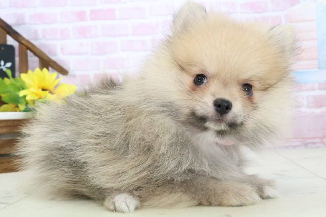 静岡県のポメラニアン (Coo&RIKU静岡SBS通り店/2025年11月16日生まれ/女の子/オレンジセーブル)の子犬の2枚目の画像