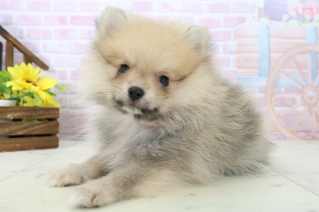 静岡県のポメラニアン (Coo&RIKU静岡SBS通り店/2025年11月16日生まれ/女の子/オレンジセーブル)の子犬の3枚目の画像