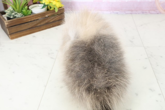 静岡県のポメラニアン (Coo&RIKU静岡SBS通り店/2025年11月16日生まれ/女の子/オレンジセーブル)の子犬の4枚目の画像