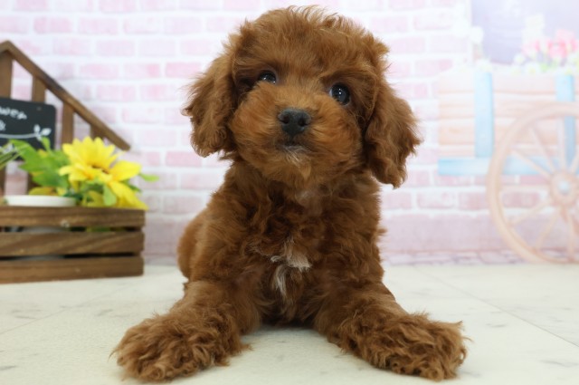 愛媛県のトイプードル(トイ) (Coo&RIKU大洲店/2025年11月16日生まれ/男の子/レッドフォーンホワイト)の子犬の1枚目の画像