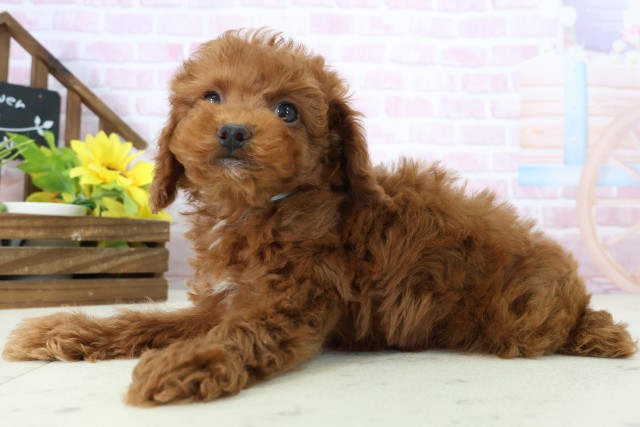 愛媛県のトイプードル(トイ) (Coo&RIKU大洲店/2025年11月16日生まれ/男の子/レッドフォーンホワイト)の子犬の3枚目の画像