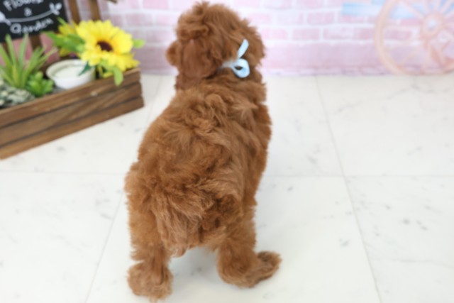 愛媛県のトイプードル(トイ) (Coo&RIKU大洲店/2025年11月16日生まれ/男の子/レッドフォーンホワイト)の子犬の4枚目の画像