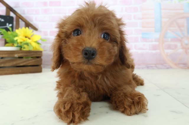 島根県のトイプードル(トイ) (Coo&RIKU出雲店/2025年11月16日生まれ/女の子/レッドフォーン)の子犬の1枚目の画像