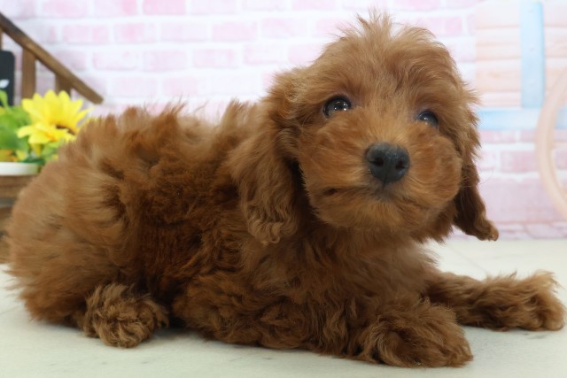 島根県のトイプードル(トイ) (Coo&RIKU出雲店/2025年11月16日生まれ/女の子/レッドフォーン)の子犬の2枚目の画像