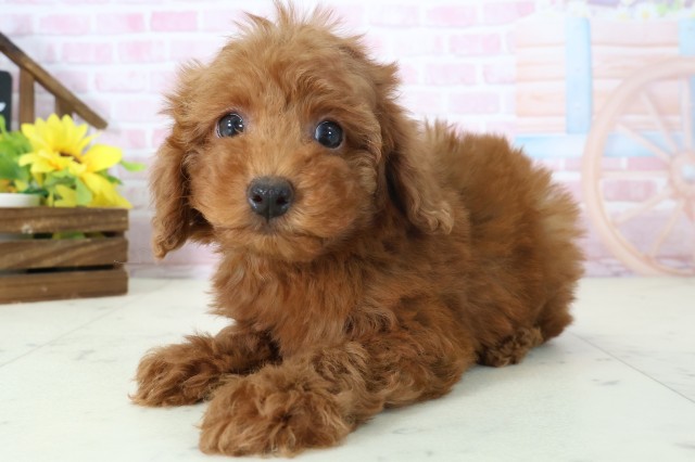 島根県のトイプードル(トイ) (Coo&RIKU出雲店/2025年11月16日生まれ/女の子/レッドフォーン)の子犬の3枚目の画像