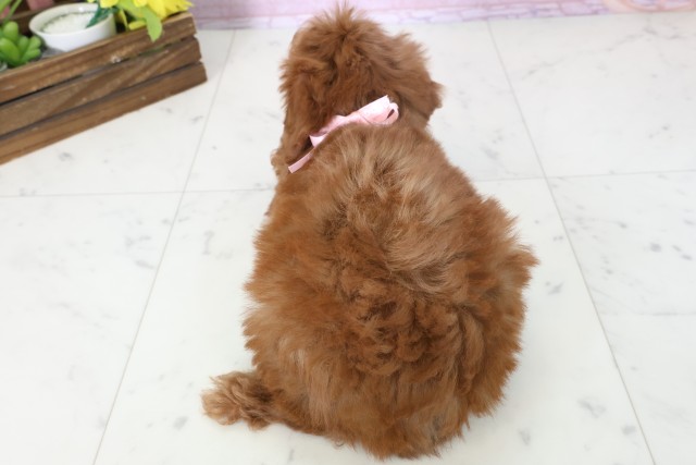 島根県のトイプードル(トイ) (Coo&RIKU出雲店/2025年11月16日生まれ/女の子/レッドフォーン)の子犬の4枚目の画像