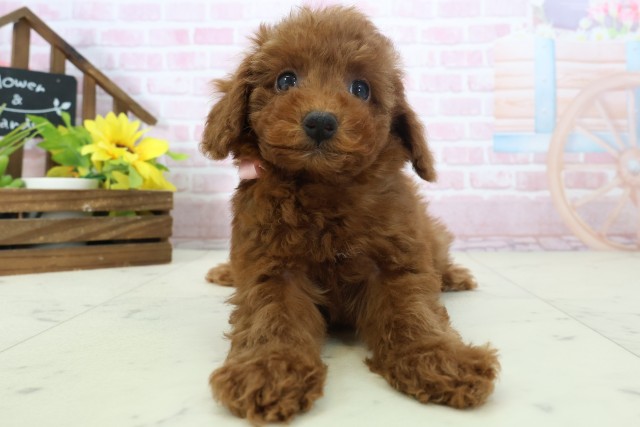 広島県のトイプードル(トイ) (Coo&RIKU福山店/2025年11月16日生まれ/女の子/レッドフォーン)の子犬の1枚目の画像