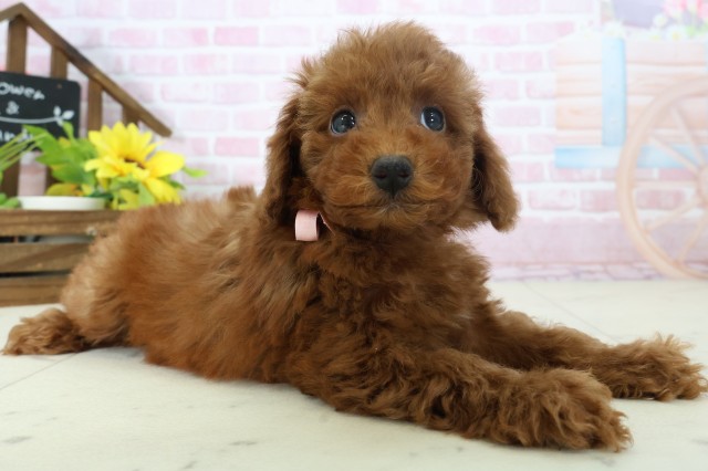 広島県のトイプードル(トイ) (Coo&RIKU福山店/2025年11月16日生まれ/女の子/レッドフォーン)の子犬の2枚目の画像