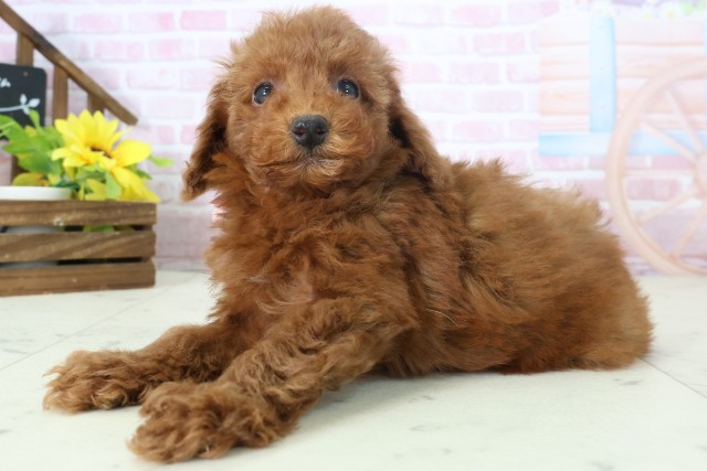 広島県のトイプードル(トイ) (Coo&RIKU福山店/2025年11月16日生まれ/女の子/レッドフォーン)の子犬の3枚目の画像