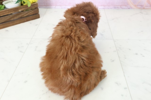 広島県のトイプードル(トイ) (Coo&RIKU福山店/2025年11月16日生まれ/女の子/レッドフォーン)の子犬の4枚目の画像