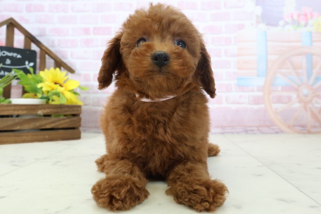 山口県のトイプードル(トイ) (Coo&RIKUサンパークあじす店/2025年11月16日生まれ/女の子/レッドフォーン)の子犬の1枚目の画像