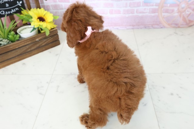 山口県のトイプードル(トイ) (Coo&RIKUサンパークあじす店/2025年11月16日生まれ/女の子/レッドフォーン)の子犬の4枚目の画像