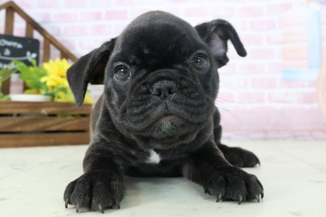 静岡県のフレンチブルドッグ (Coo&RIKU掛川店/2025年11月16日生まれ/女の子/ブリンドル)の子犬