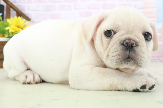 岡山県のフレンチブルドッグ (Coo&RIKU岡山店/2025年11月16日生まれ/女の子/クリーム)の子犬の2枚目の画像