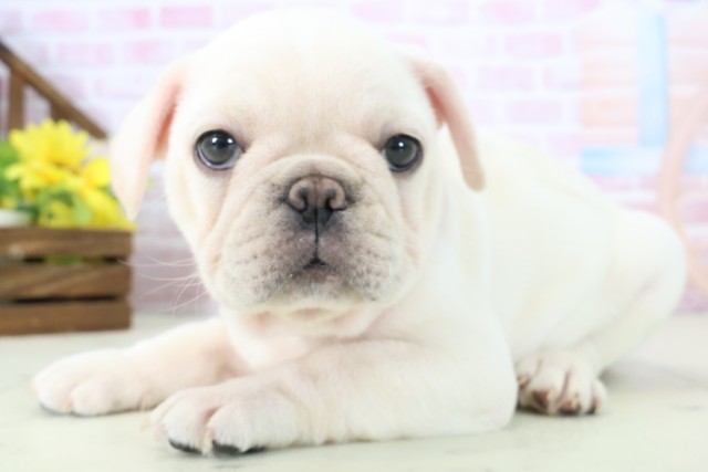 岡山県のフレンチブルドッグ (Coo&RIKU岡山店/2025年11月16日生まれ/女の子/クリーム)の子犬の3枚目の画像