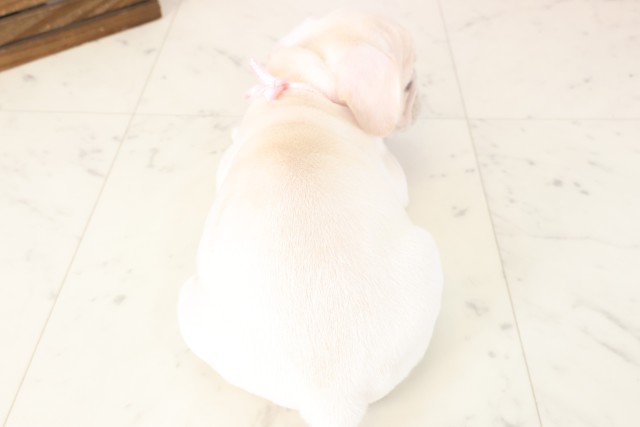 岡山県のフレンチブルドッグ (Coo&RIKU岡山店/2025年11月16日生まれ/女の子/クリーム)の子犬の4枚目の画像