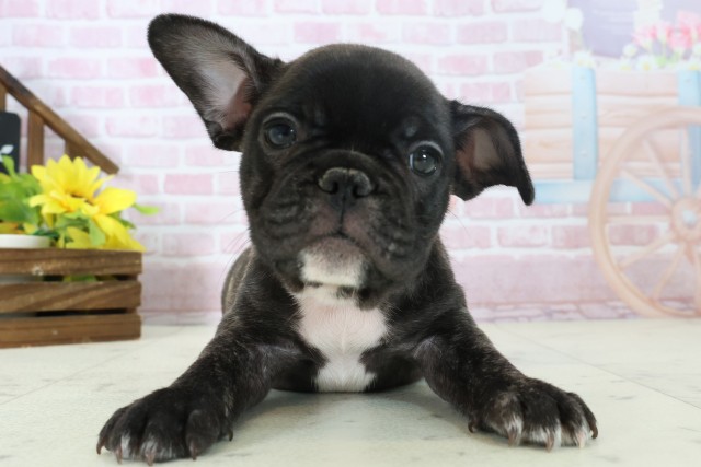 広島県のフレンチブルドッグ (Coo&RIKU福山店/2025年11月16日生まれ/女の子/ブリンドル)の子犬の1枚目の画像