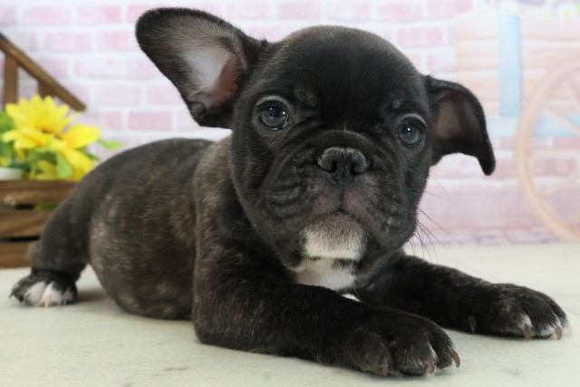 広島県のフレンチブルドッグ (Coo&RIKU福山店/2025年11月16日生まれ/女の子/ブリンドル)の子犬の2枚目の画像