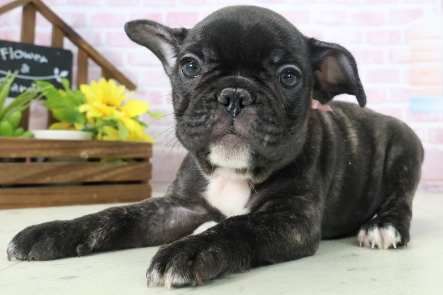 広島県のフレンチブルドッグ (Coo&RIKU福山店/2025年11月16日生まれ/女の子/ブリンドル)の子犬の3枚目の画像