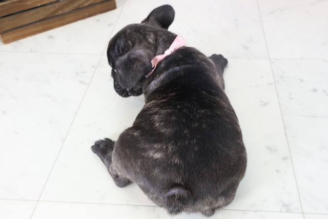 広島県のフレンチブルドッグ (Coo&RIKU福山店/2025年11月16日生まれ/女の子/ブリンドル)の子犬の4枚目の画像