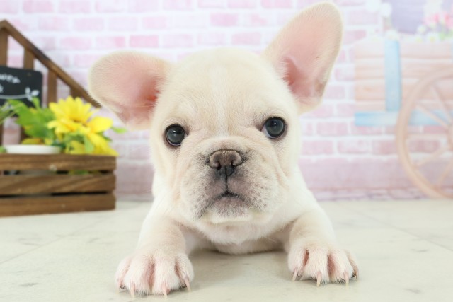 福岡県のフレンチブルドッグ (Coo&RIKUゆめタウン飯塚店/2025年11月16日生まれ/女の子/クリーム)の子犬の1枚目の画像