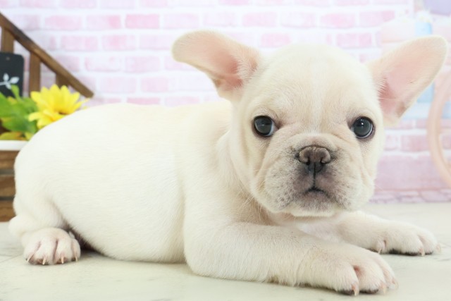 福岡県のフレンチブルドッグ (Coo&RIKUゆめタウン飯塚店/2025年11月16日生まれ/女の子/クリーム)の子犬の2枚目の画像