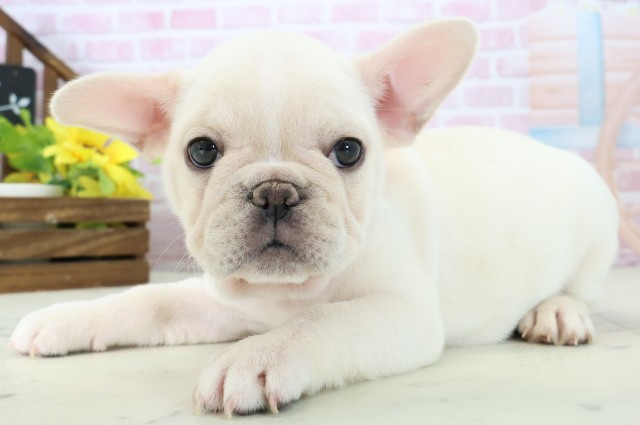 福岡県のフレンチブルドッグ (Coo&RIKUゆめタウン飯塚店/2025年11月16日生まれ/女の子/クリーム)の子犬の3枚目の画像