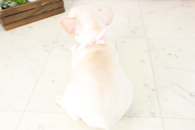 福岡県のフレンチブルドッグ (Coo&RIKUゆめタウン飯塚店/2025年11月16日生まれ/女の子/クリーム)の子犬の4枚目の画像