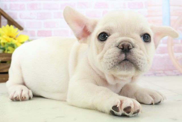 福岡県のフレンチブルドッグ (Coo&RIKUフォレストシティ春日店/2025年11月16日生まれ/女の子/クリーム)の子犬の2枚目の画像