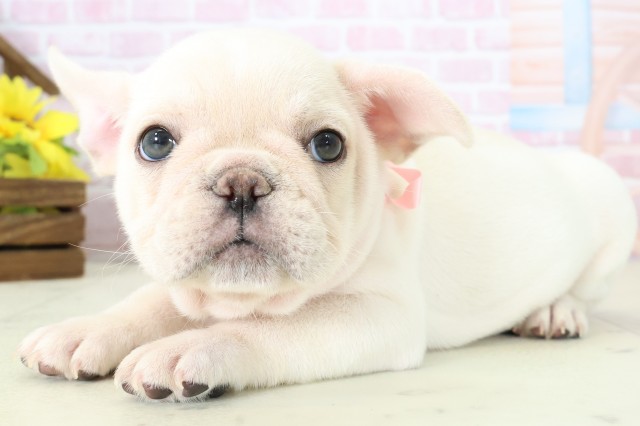 福岡県のフレンチブルドッグ (Coo&RIKUフォレストシティ春日店/2025年11月16日生まれ/女の子/クリーム)の子犬の3枚目の画像