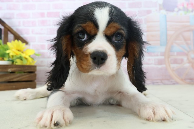 福岡県のキャバリアキングチャールズスパニエル (Coo&RIKU小倉店/2025年11月1日生まれ/女の子/トライカラー)の子犬の1枚目の画像