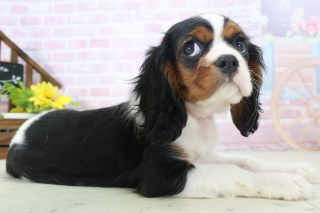 福岡県のキャバリアキングチャールズスパニエル (Coo&RIKU小倉店/2025年11月1日生まれ/女の子/トライカラー)の子犬の2枚目の画像